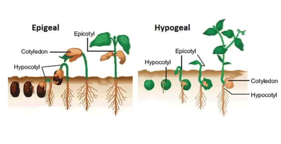 Perbedaan Epigeal dan Hipogeal