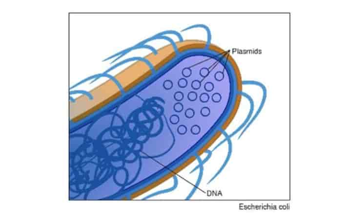 Urutan Proses Rekayasa Genetika Teknik Plasmid Yang Benar Adalah